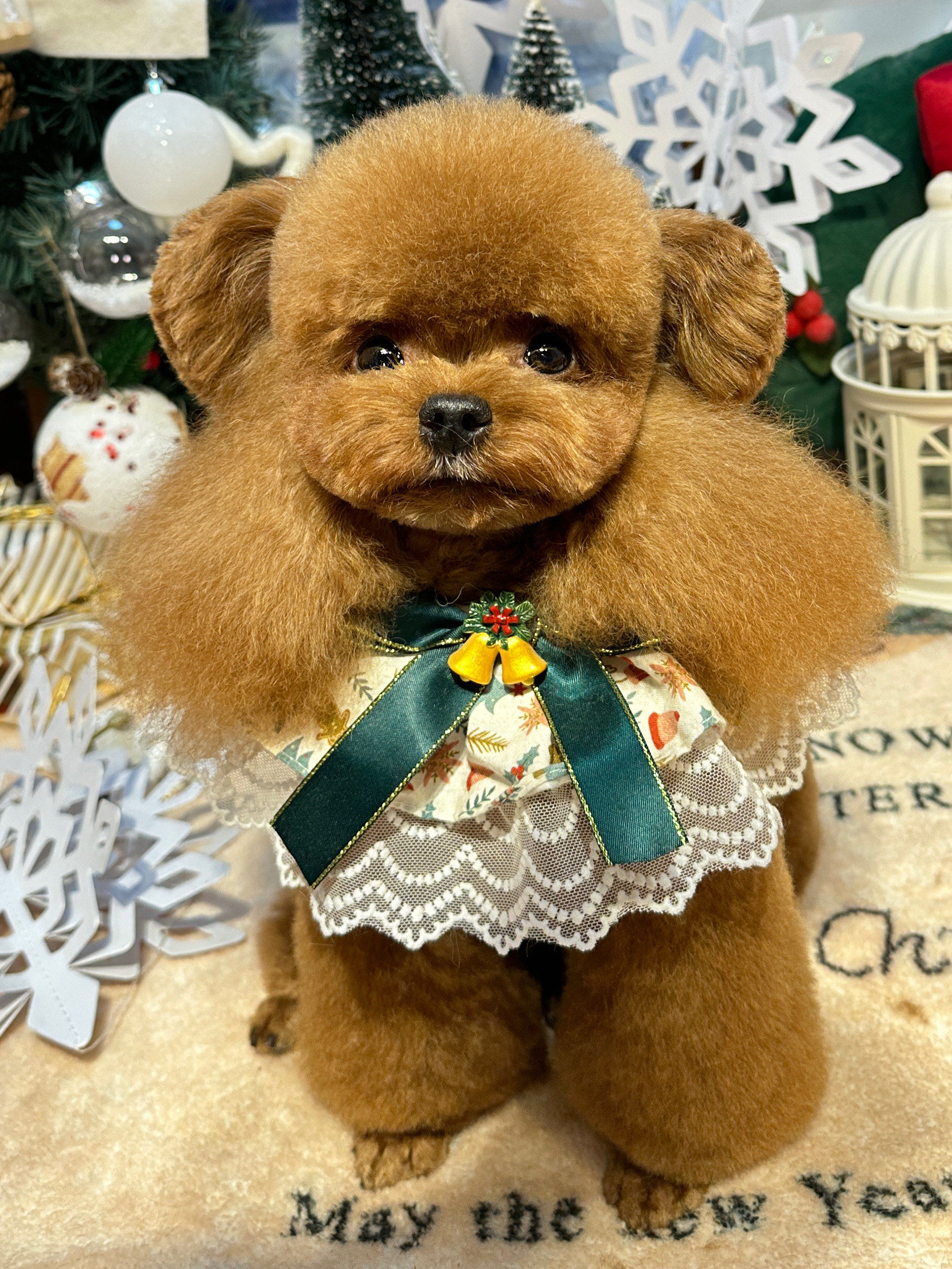 如果你有一只可爱的茶杯泰迪