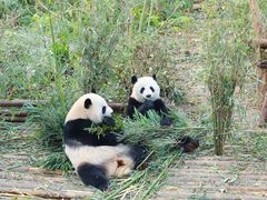 -成都大熊猫繁育研究基地