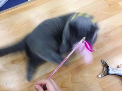 -逗柴咖啡屋·狗咖猫咖宠物桌游
