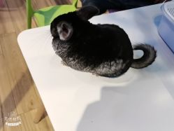 -Moni星球萌宠·小马宝莉·灵蛇·高端高阶全萌宠互动体验俱乐部(红豆国际广场店)
