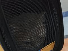 -瑞派名望志远动物医院·猫科·內科·异宠专科(直港大道店)