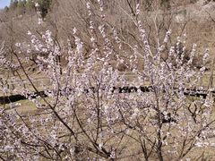 -白水寺森林公园
