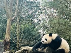 -都江堰中华大熊猫苑