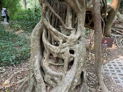 -中国科学院西双版纳热带植物园
