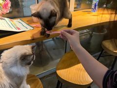 -李小姐の猫咖啡馆(五角场店)