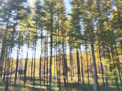 -塞罕坝国家级自然保护区