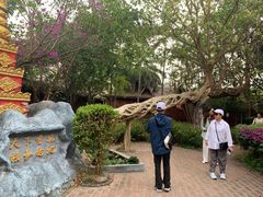 -瑞丽独树成林风景区