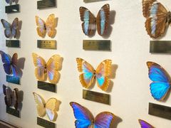 -上海昆虫博物馆