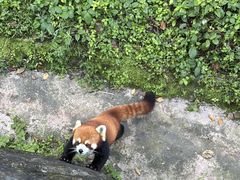 -都江堰中华大熊猫苑