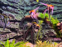 -上海海洋水族馆