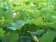 -莲湖公园
