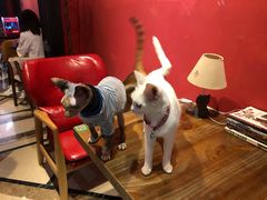 -猫色咖啡·猫咖