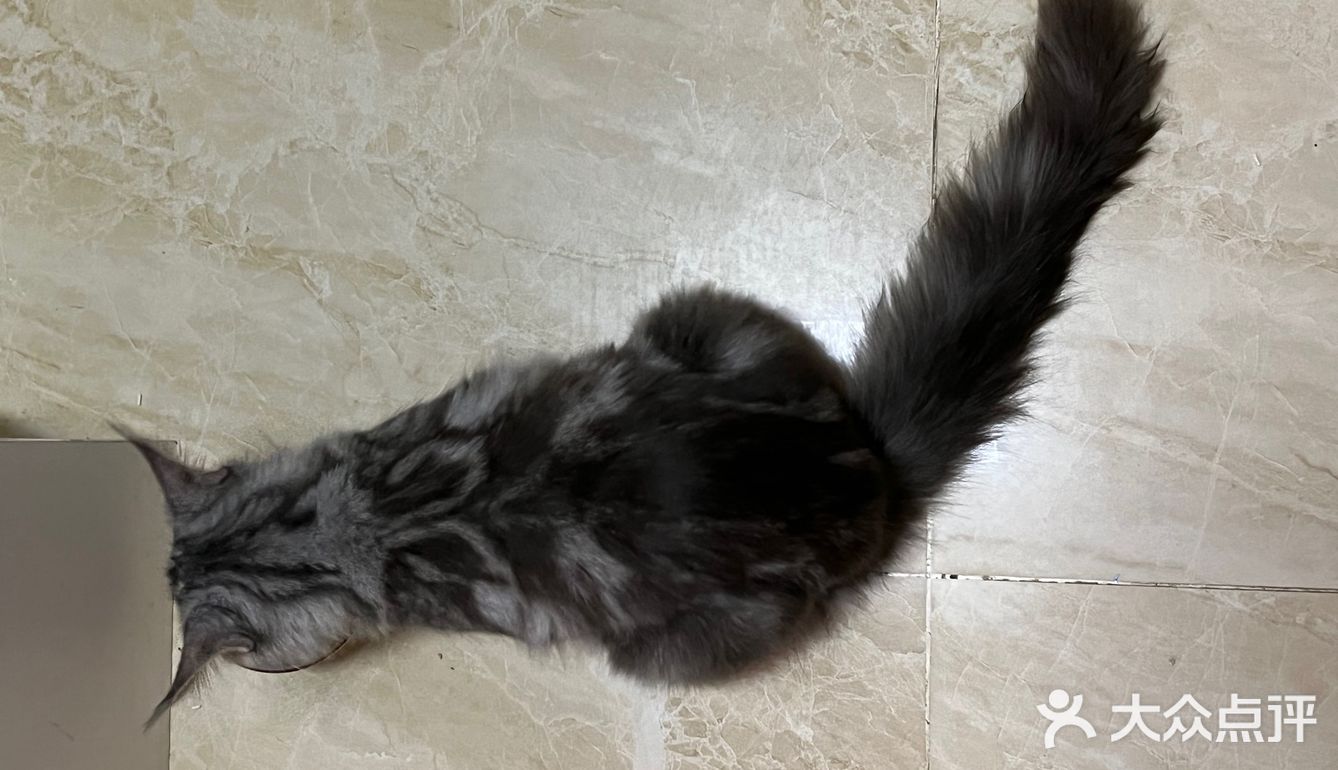一家靠谱的有态度的猫舍