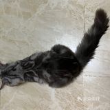 一家靠谱的有态度的猫舍