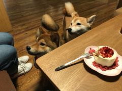 -柴务处·柴犬主题狗咖