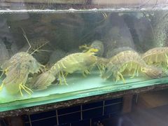 -班赞海鲜市场