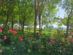 -天津东丽湖风景区