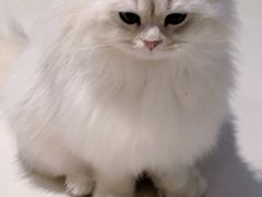 -逗柴咖啡屋·狗咖猫咖宠物桌游