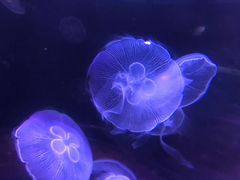 -欢乐海岸海洋奇梦馆