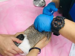 -北京观赏动物医院·24小时大型综合·猫专科·异宠专科