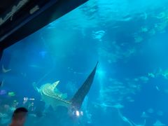 -烟台海昌鲸鲨海洋公园