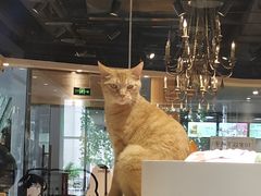 -藏猫猫咖啡主题馆(中央大道店)