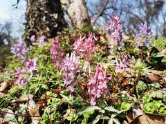 -南京市无想山景区