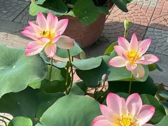 -莲花池公园