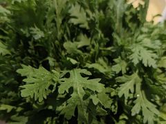 -菌自在·云南野生菌火锅(长安万达店)