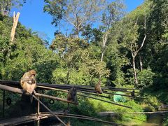 -西双版纳原始森林公园