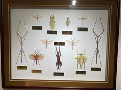 -上海昆虫博物馆