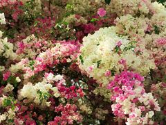 -深圳国际园林花卉博览园