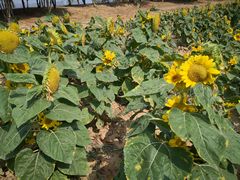 -艾溪湖湿地公园