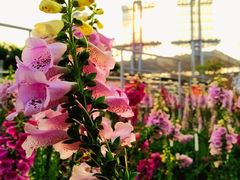 -海心沙亚运公园