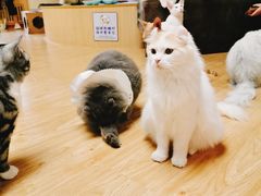 -猫和宫(六道口店)