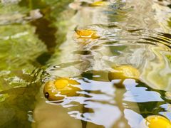 -国御温泉度假小镇