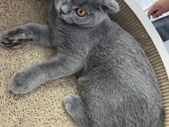 -喵的天空名猫咖啡馆·撸猫·猫舍·用品