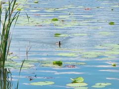 -野鸭湖国家湿地公园