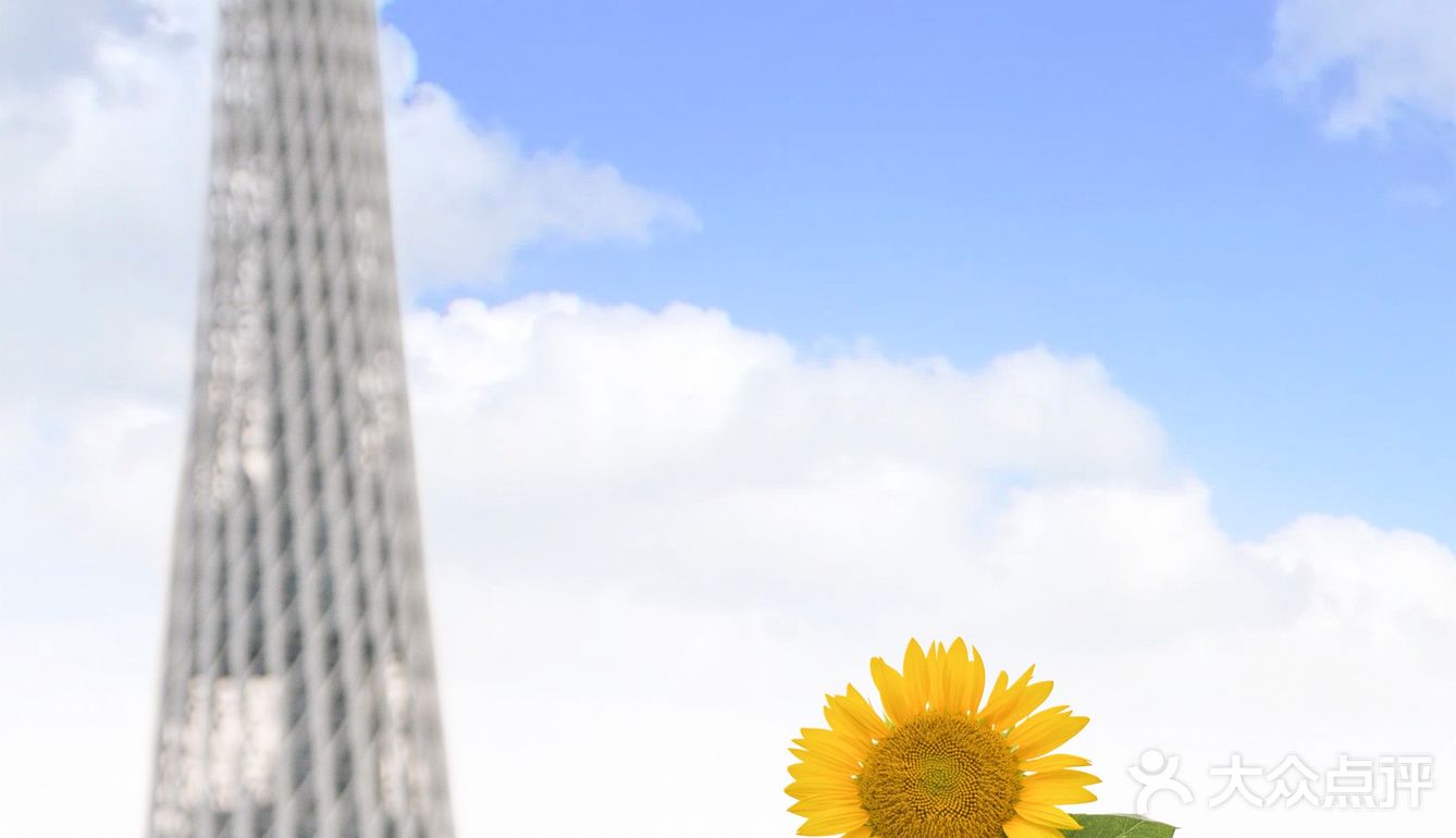 🌻金黄色向日葵花海 广州塔下的浪漫