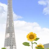 🌻金黄色向日葵花海 广州塔下的浪漫