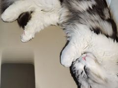 -猫腻·猫咖·撸猫馆(星光大道店)