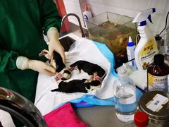 -爱侣宠医·鹦鹉专科·小型哺乳类·异宠专科(灵石路店)