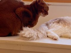 -Let's go狗咖·猫咖·奶狗·桌游(春熙路IFS店)