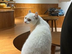 -有猫主题·治愈系猫咖(曾厝垵店)