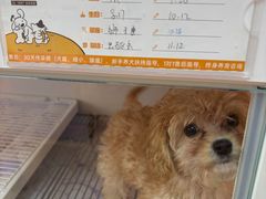 -翊宠yipet猫狗购宠庄园犬舍•猫舍