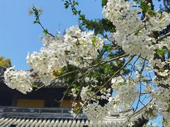 -龙华寺