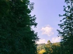 -武陵山森林公园