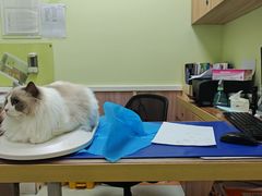 -瑞鹏宠物医院·宠保定点·心脏科·内科(御桥分院)