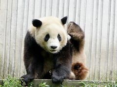 -卧龙中华大熊猫苑神树坪基地