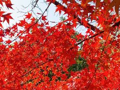 -昆山城市生态森林公园